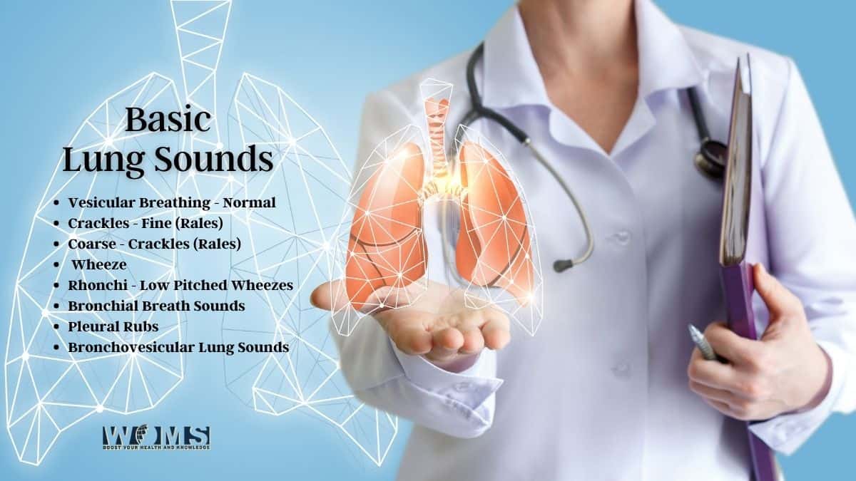 lung sounds location