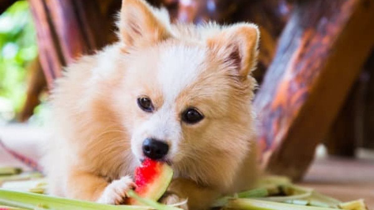 can dogs eat mangosteen fruit