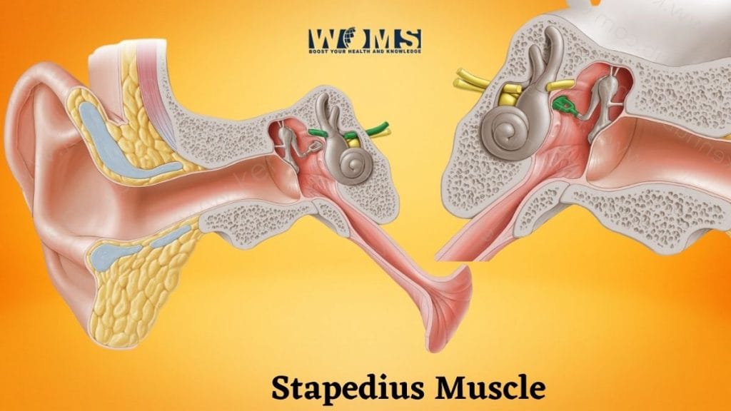 the-smallest-muscle-in-the-body-stapedius-muscle-woms