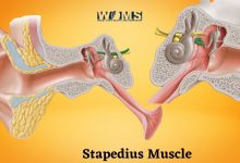 Stapedius Muscle
