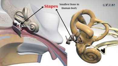 Stapes - Smallest Bone in Human Body
