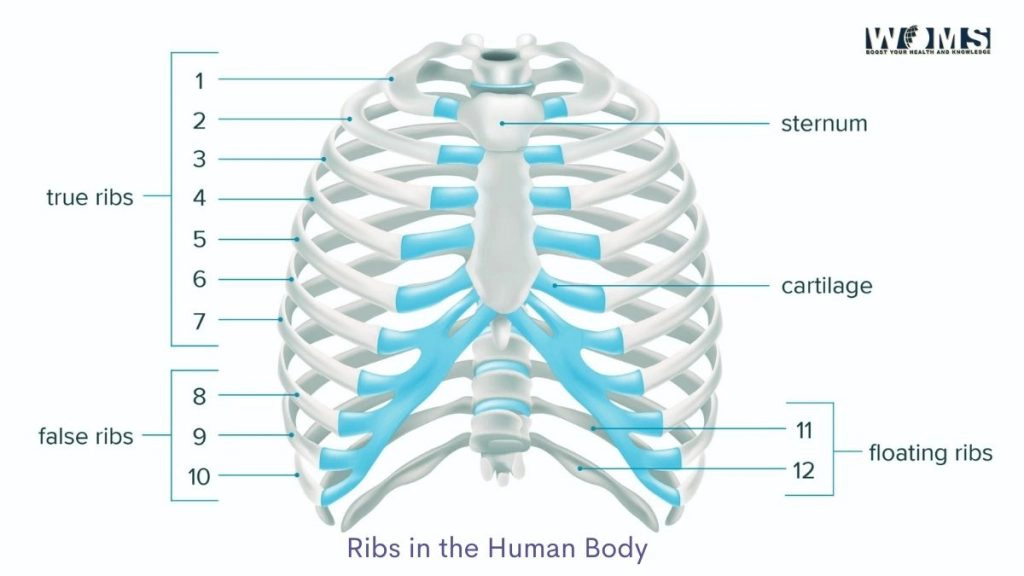 how many ribs are in the human body