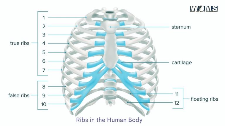 how-many-ribs-do-men-have-woms