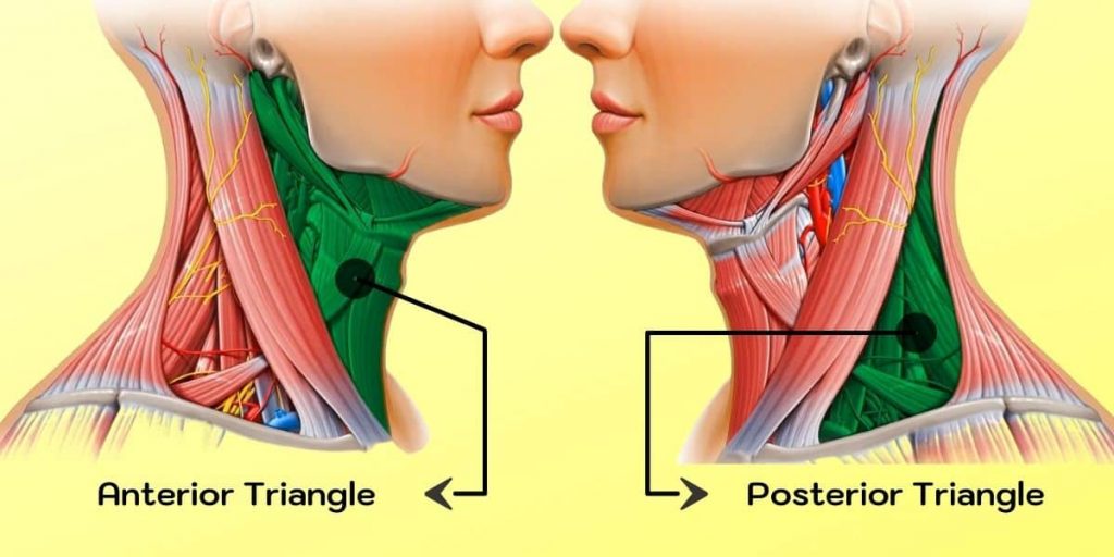 anterior and posterior triangle of neck