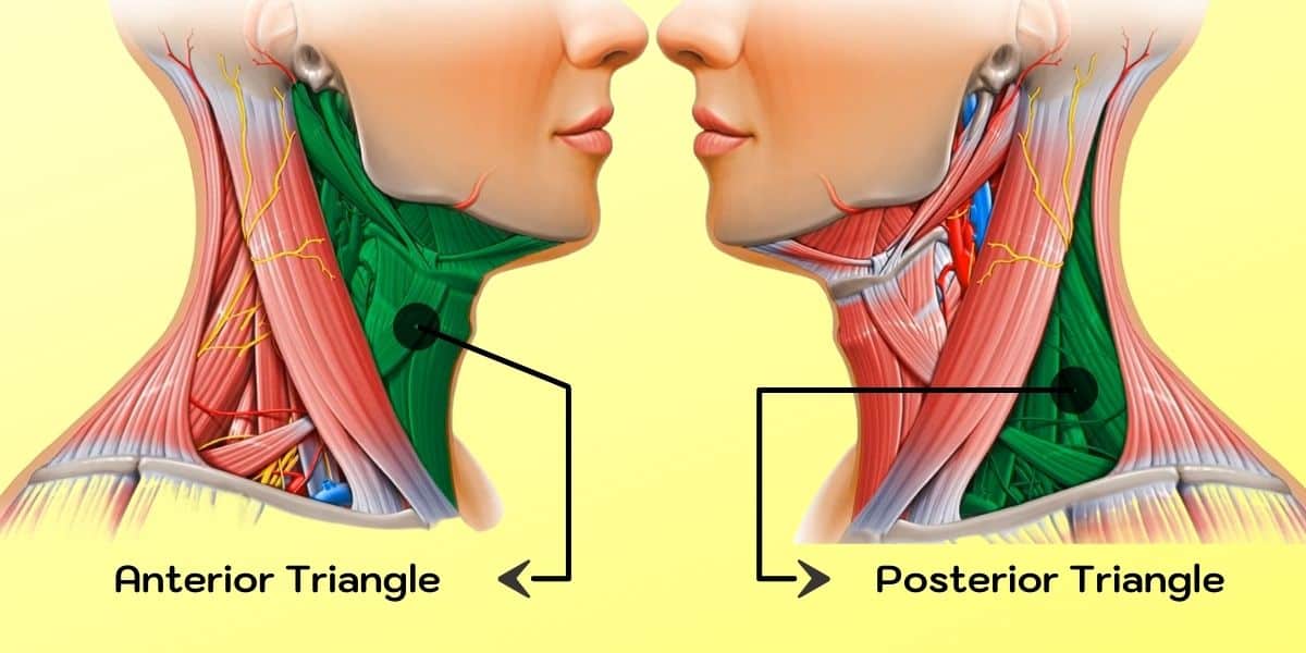 The Anterior Triangle of the Neck WOMS