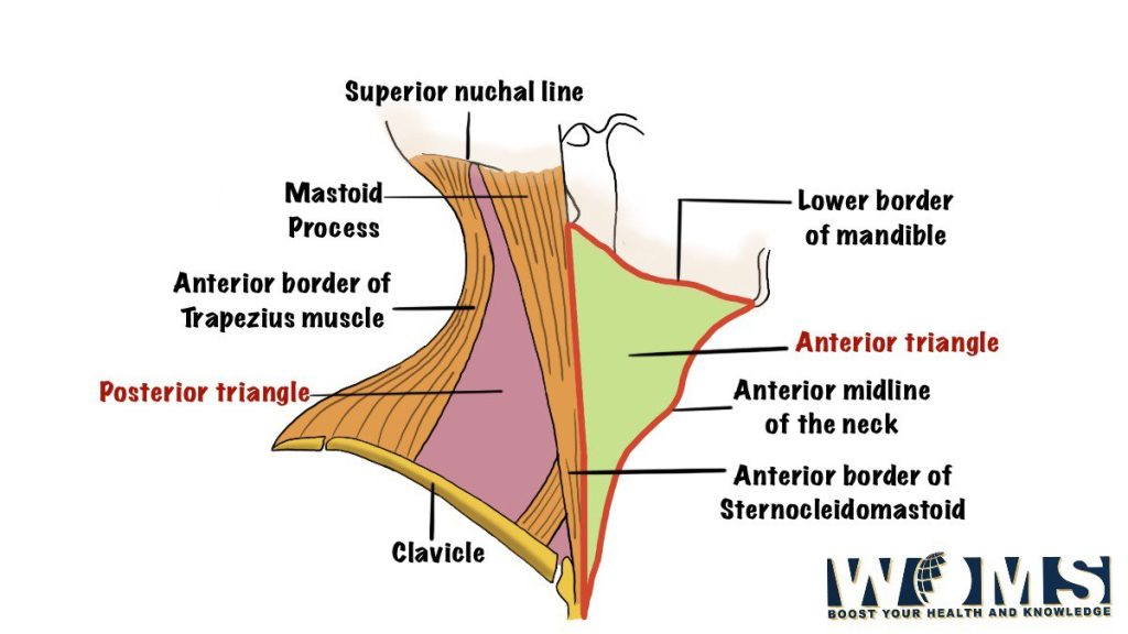 boundaries of anterior triangle