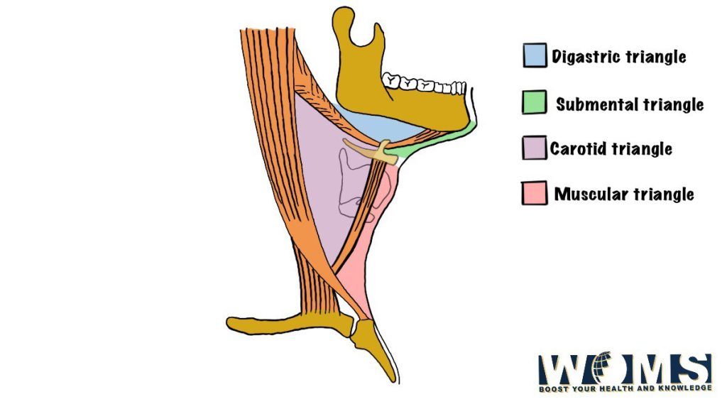 subdivisions of anterior triangle of neck lateral view