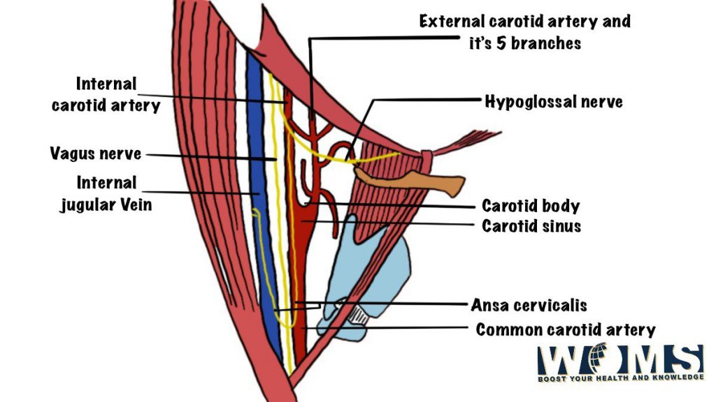 Contents of the carotid triangle
