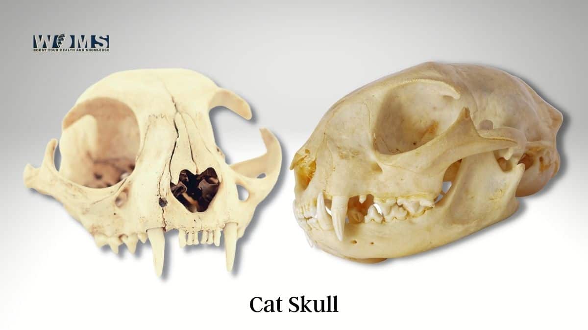 Cat Teeth Diagram