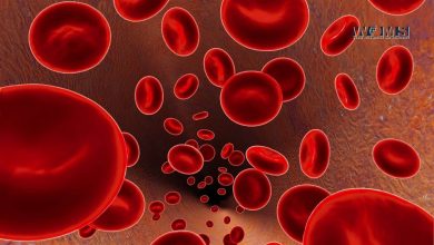 Do Red Blood Cells Have a Nucleus
