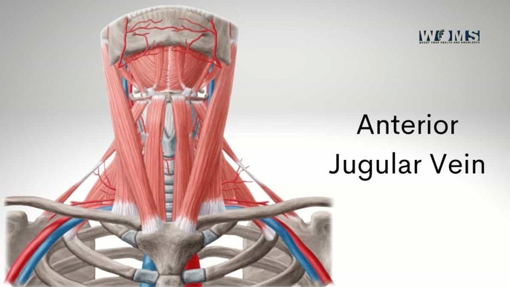 Anterior Jugular Vein Woms