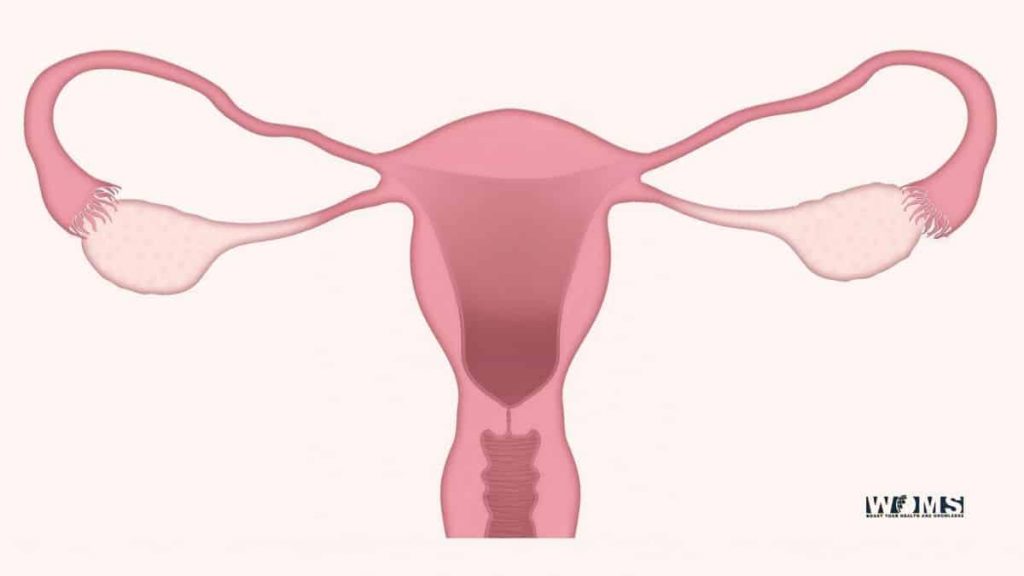 Secondary Fertility Ovary