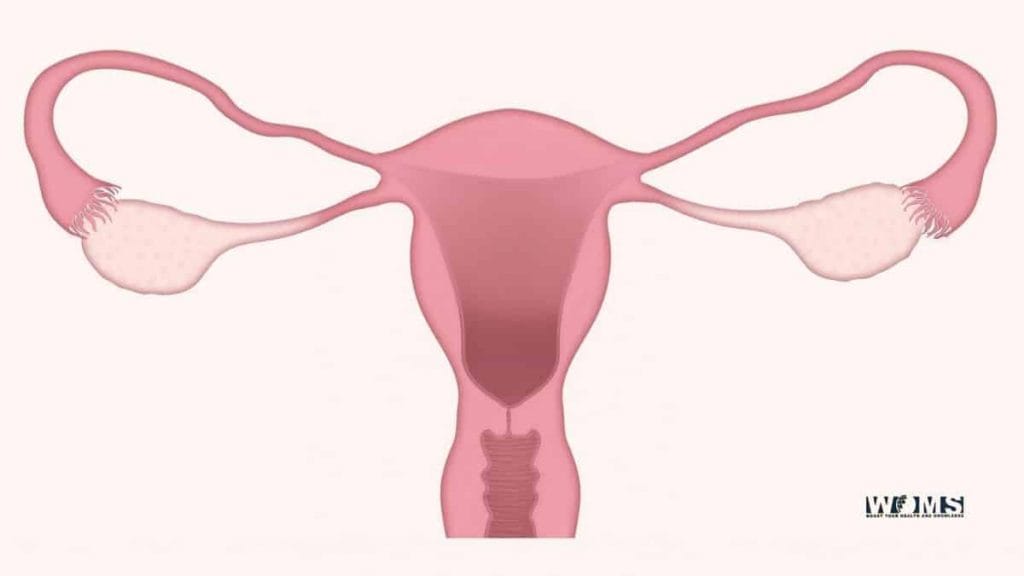 Secondary Fertility Ovary