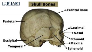 8 Cranial bones: Anatomy, & Clinical Conditions - WOMS