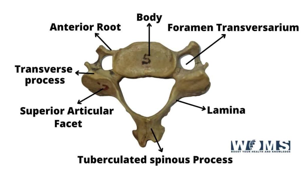 Fifth cervical vertebrae