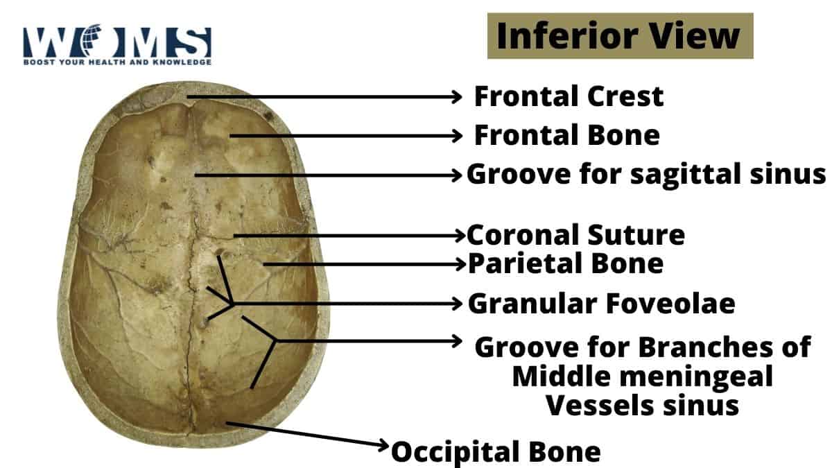 8 Cranial bones Anatomy, & Clinical Conditions WOMS