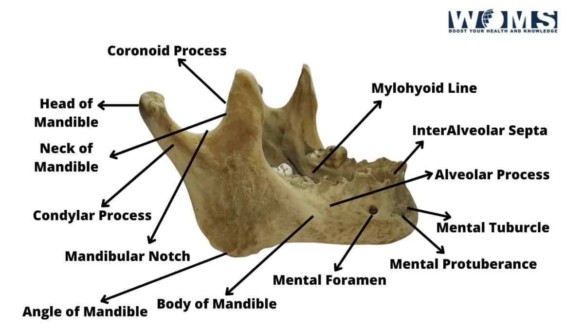 Movable Bone in the Skull