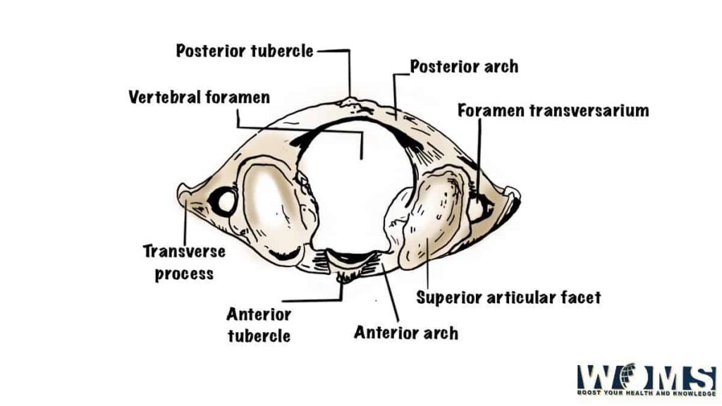 atlas or 1st cervical vertebra