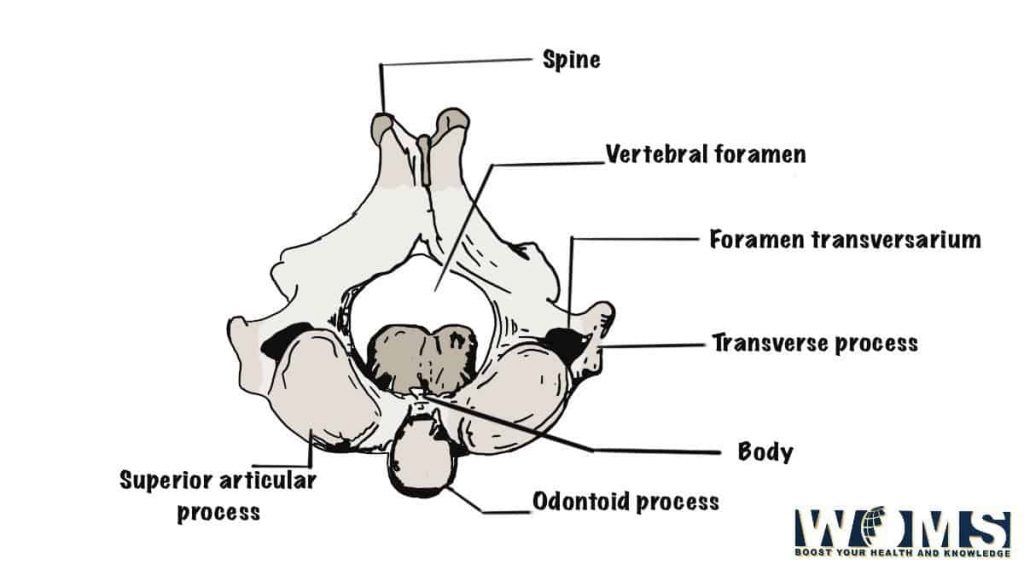 axis or second cervical vertebra