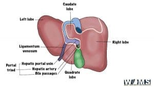 Portal Triad: Essential Structures and Associated Diseases - WOMS