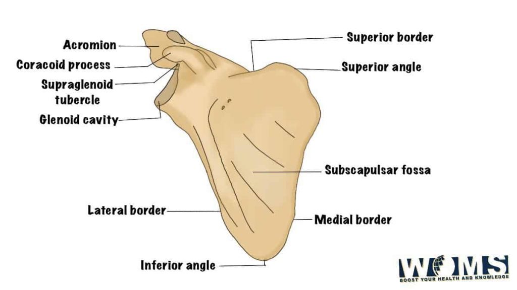 right scapula costal surface