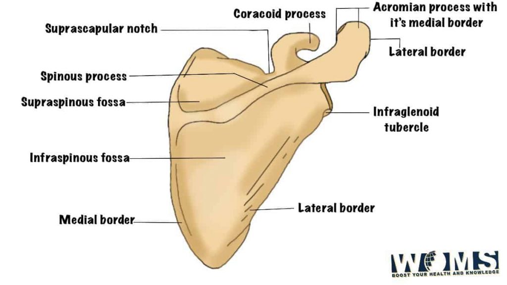 right scapula dorsal surface