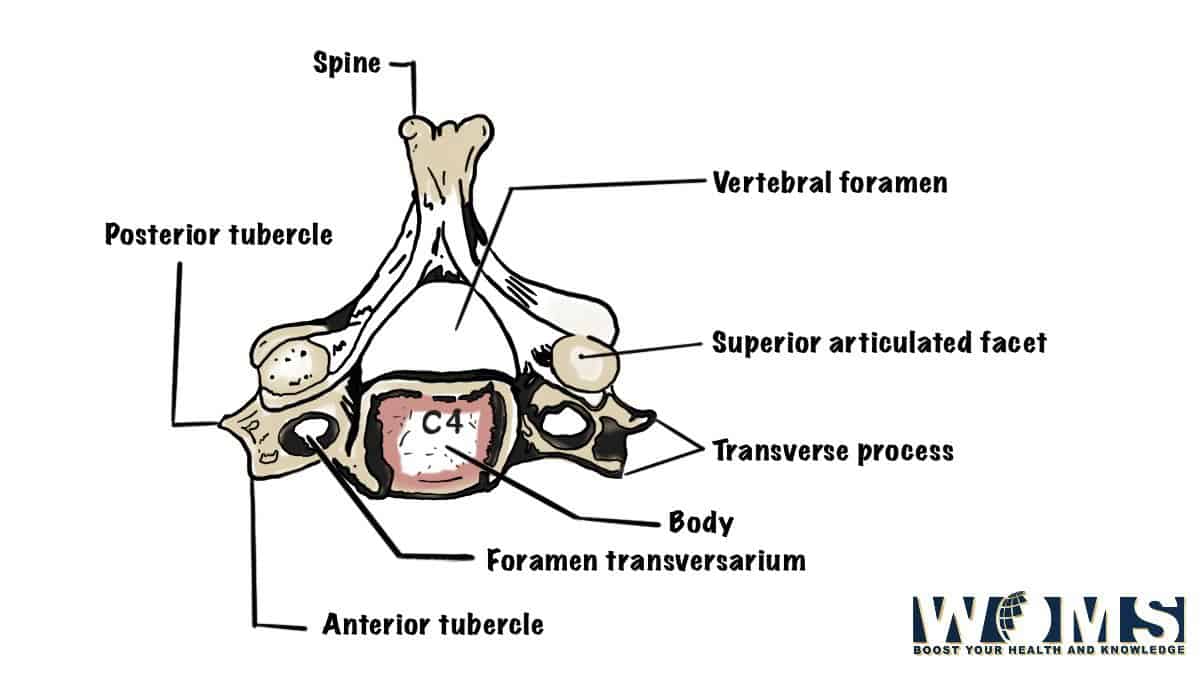 7 Cervical Vertebrae: Anatomy And Important Clinical Conditions