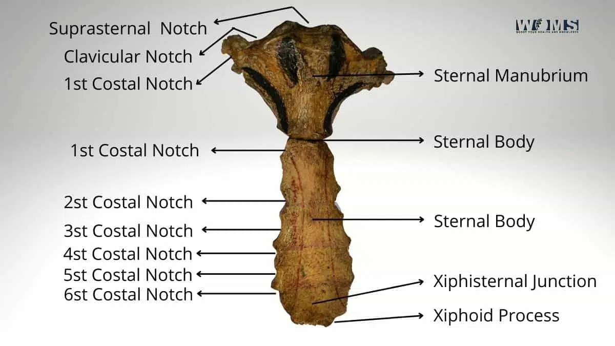 Breastbone (Sternum) with label