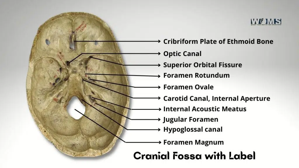 Cranial Fossa with Label
