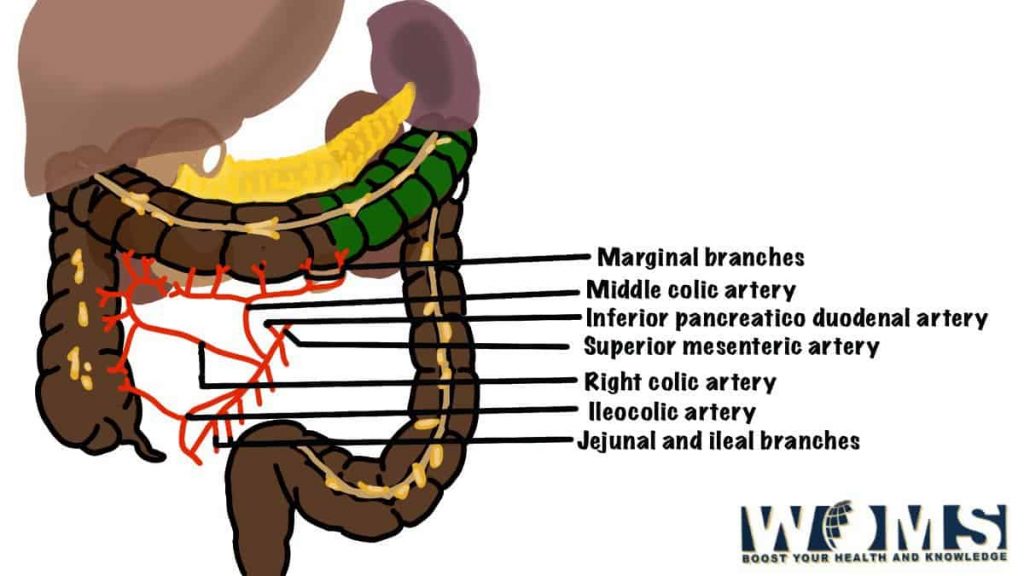 ascending colon blood supply with label