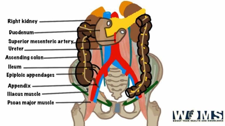 Ascending Colon: Anatomy, Important Functions and Clinical Conditions