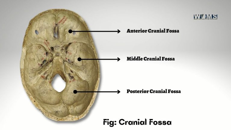 Cranial Fossa Contents Anatomy And Clinical Significance Woms 4153
