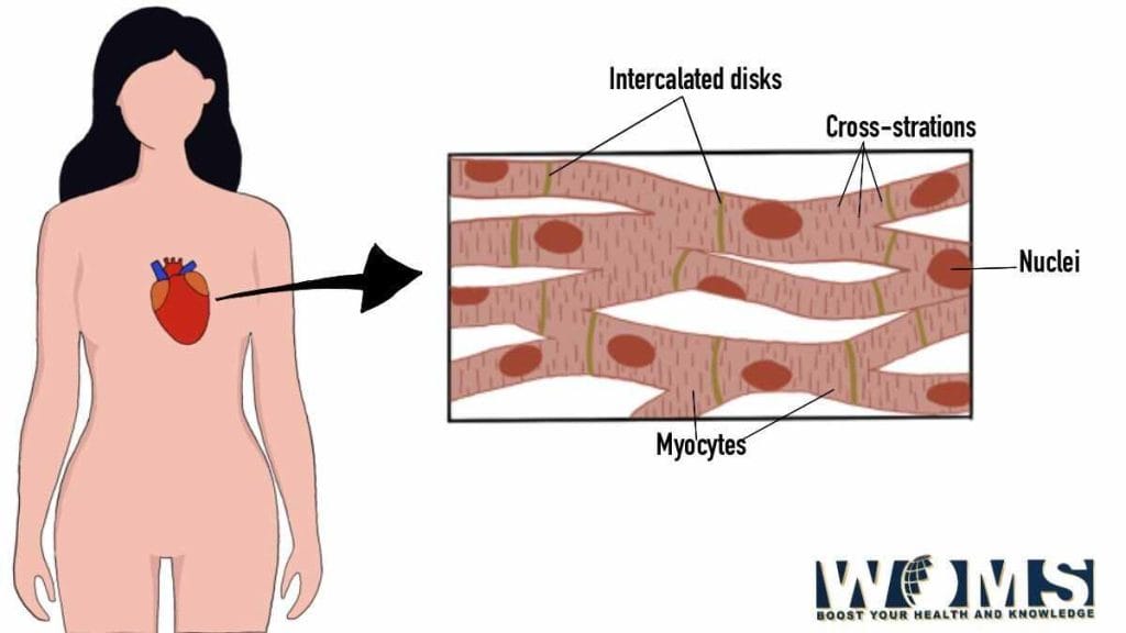 Heart Getting Stronger Cardiac Muscle Diagram, Anatomy and Clinical Significance - WOMS