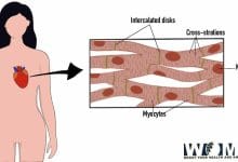 Cardiac Muscle Diagram