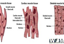 Diagram of Muscle Fiber