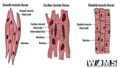 Diagram of Muscle Fiber