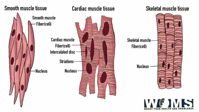 Diagram of Muscle Fiber 3 Types Functions and Anatomy Biology Diagrams