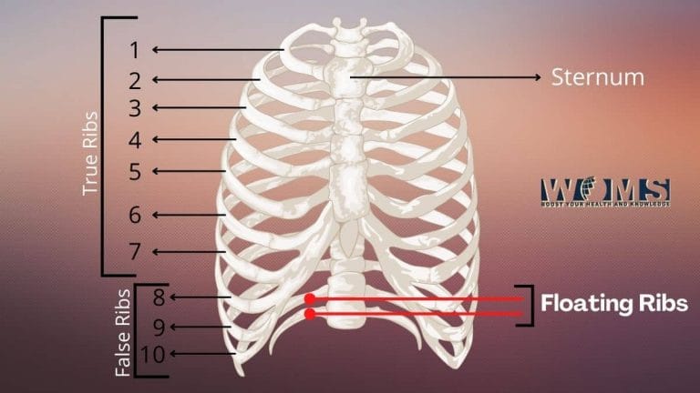 Floating Ribs In Human Numbers Location And Anatomy Woms 2145