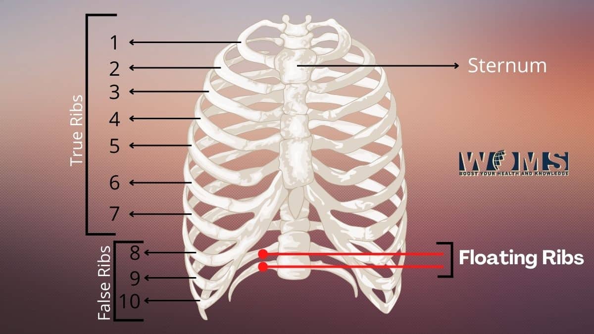 Floating ribs in human