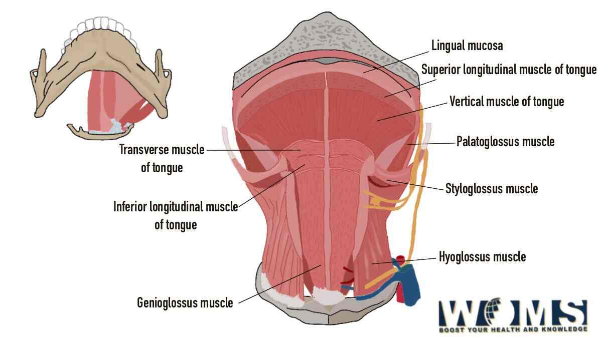 Intrinsic Muscles Of The Tongue