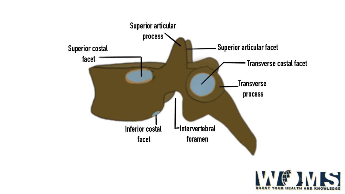 Vertebral Foramen