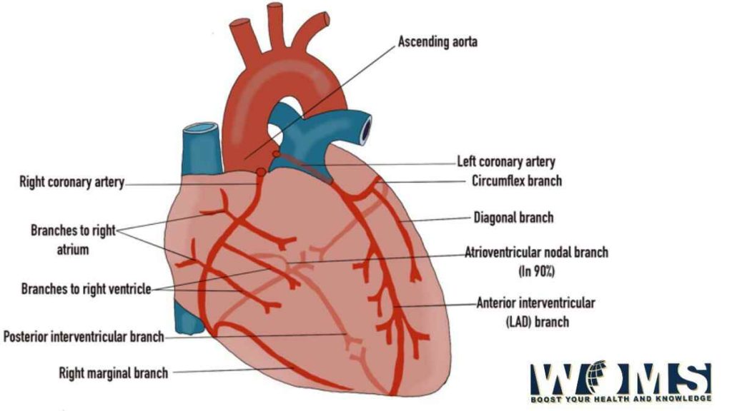 arterial supply of the heart