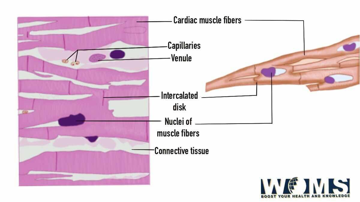 Cardiac Muscle Diagram, Anatomy and Clinical Significance - WOMS