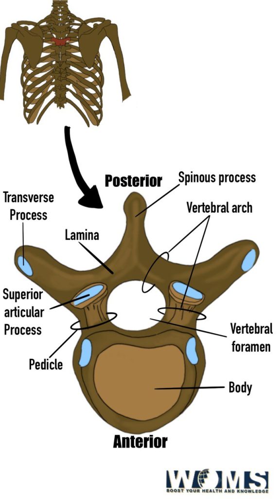 function of the vertebral foramen