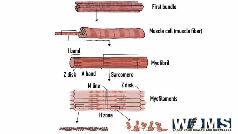 Diagram of Muscle Fiber 3 Types Functions and Anatomy Biology Diagrams