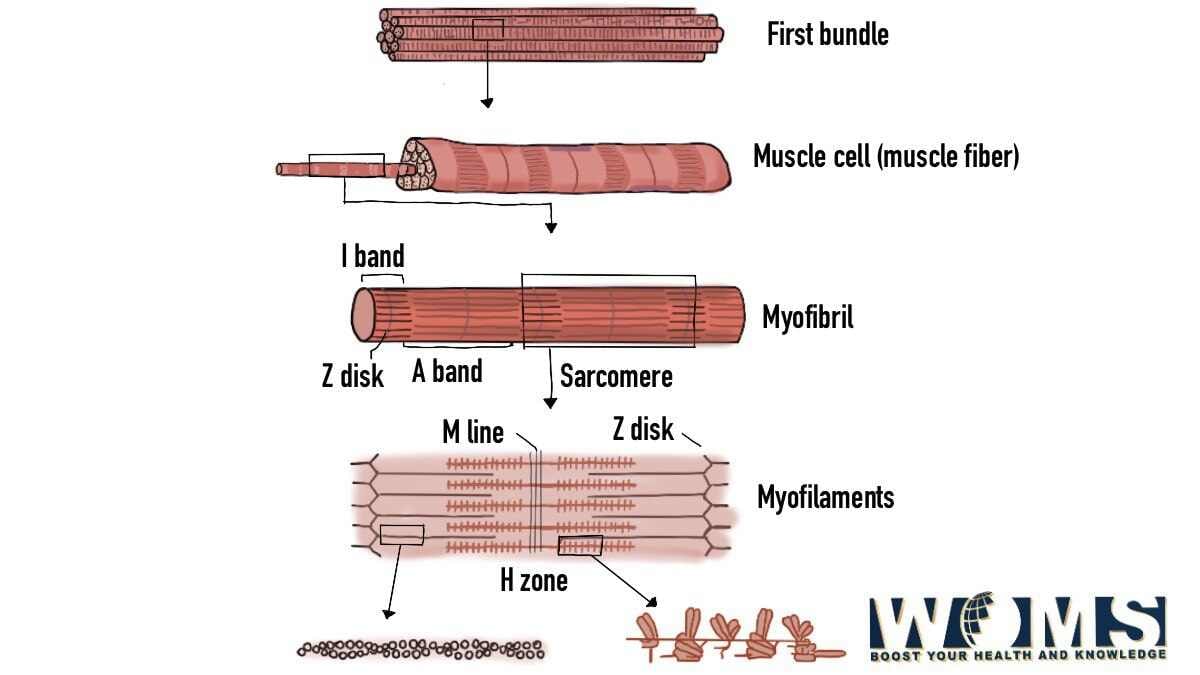Diagram of Muscle Fiber 3 Types, Functions, and Anatomy WOMS
