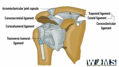 Ligaments of shoulder joint
