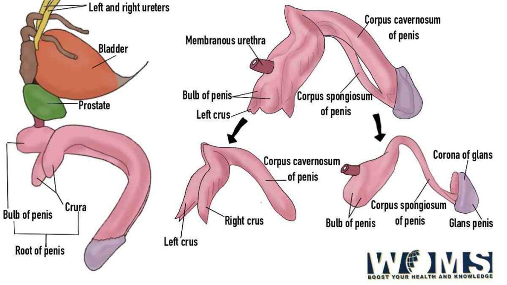 erectile tissues of penis
