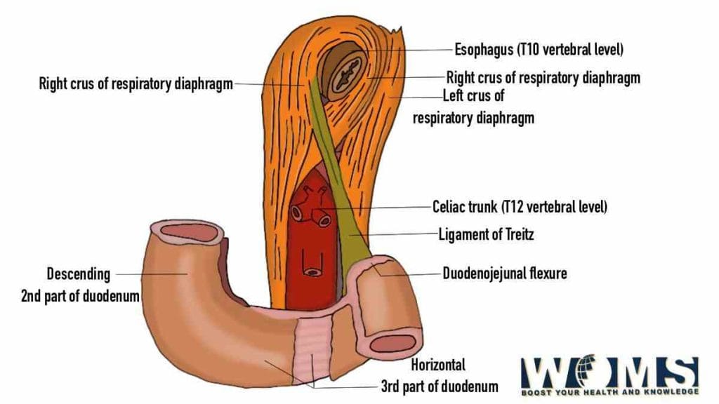 Cardiac Muscle Diagram, Anatomy and Clinical Significance - WOMS