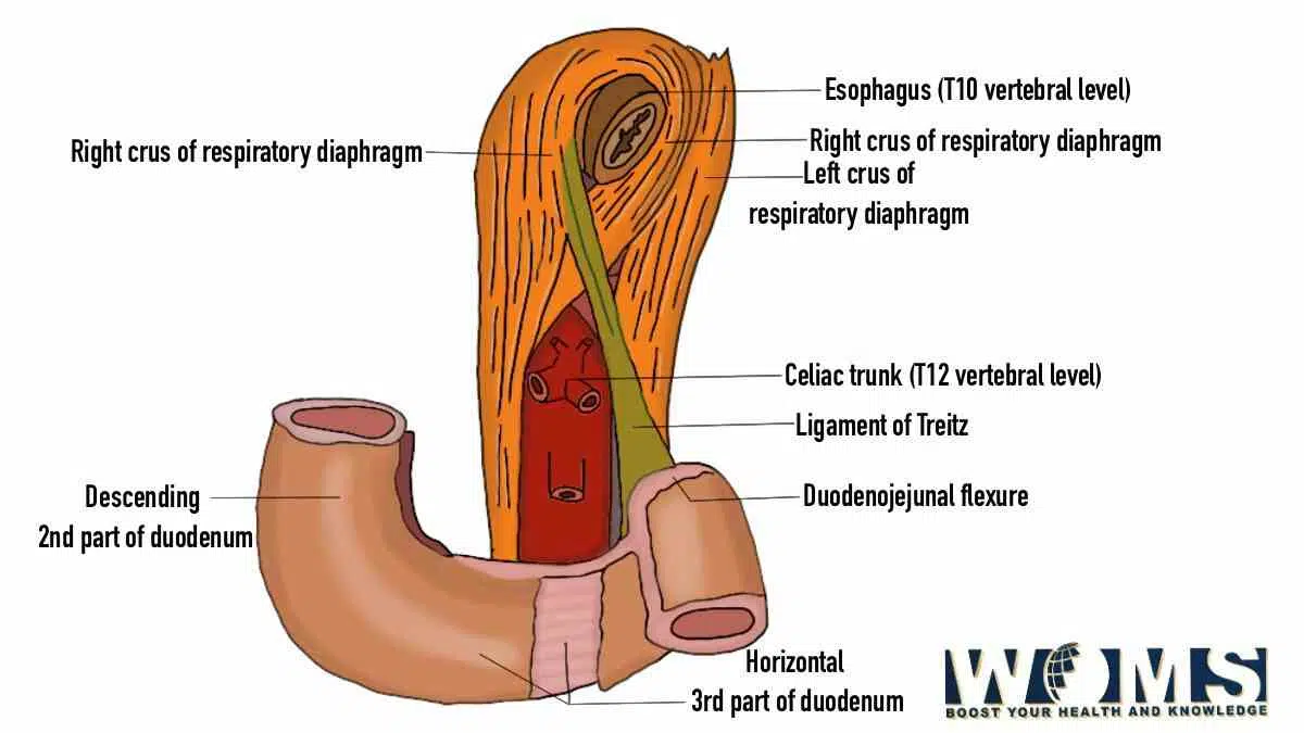 ligament of treitz